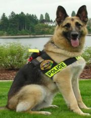 Do Home Inspections by Drug-Sniffing Dogs Require a Search Warrant?