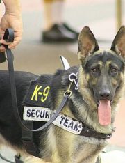 Drug Sniffing Dogs Go To The Supreme Court