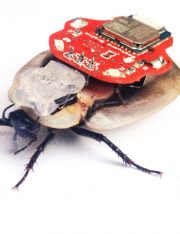 Cybernetic Cockroaches May Violate the Law