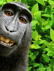 Monkey Selfie Costs Photographer a Small Fortune 
