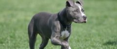 Disabled Homeowners with Service Dogs Denied Homeowners Insurance