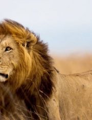 Legal Basis for Prosecution of Killing of Cecil the Lion