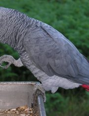 Is a Parrot’s Testimony Admissible in Court?