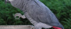 Is a Parrot’s Testimony Admissible in Court?