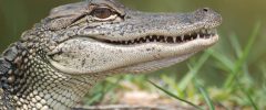 Alligator Attack at Walt Disney World: How Wild Animals Can Change the Claim