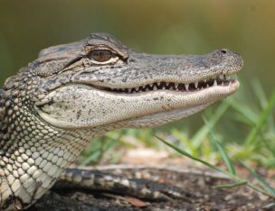 Alligator Attack at Walt Disney World: How Wild Animals Can Change the Claim