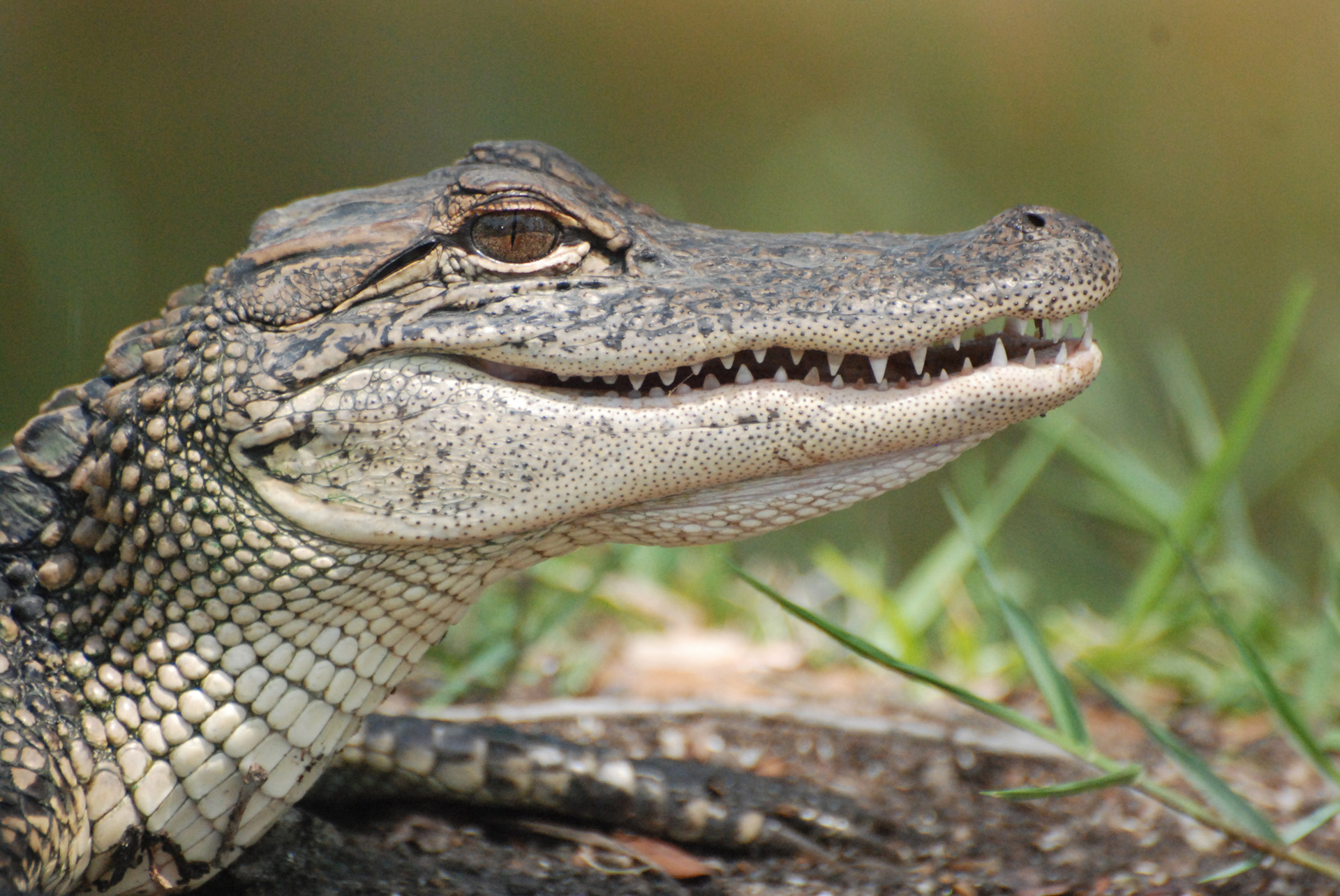 Alligator Attack at Walt Disney World: How Wild Animals Can Change the ...