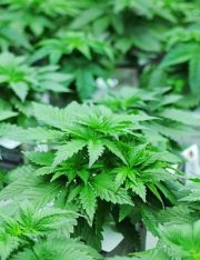 IRS Audits Colorado Marijuana Companies