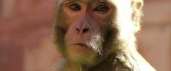 Missouri Woman Fights to Keep Three Emotional Support Monkeys