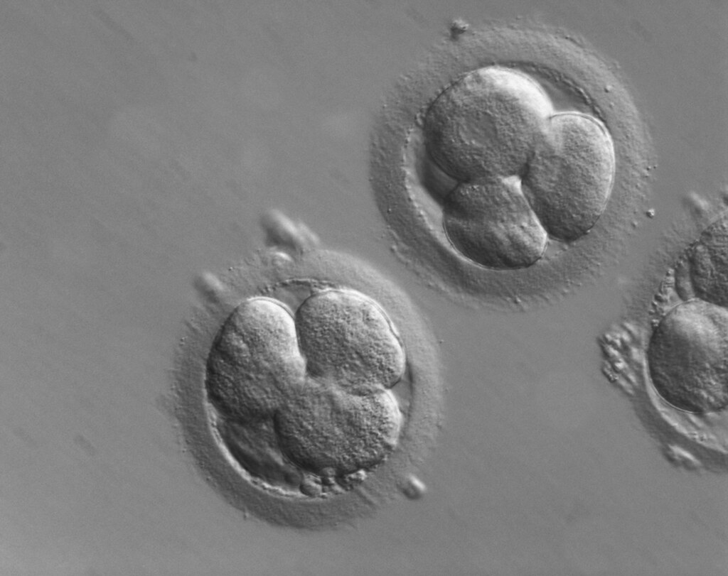 2 Embryos Under Microscope 