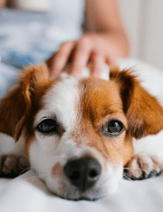 Custody of Pets During a Divorce