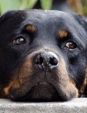 Florida Law in Reaction to Abandonment of Dog During Hurricane Reflects Greater Compassion for Pets as Family Members